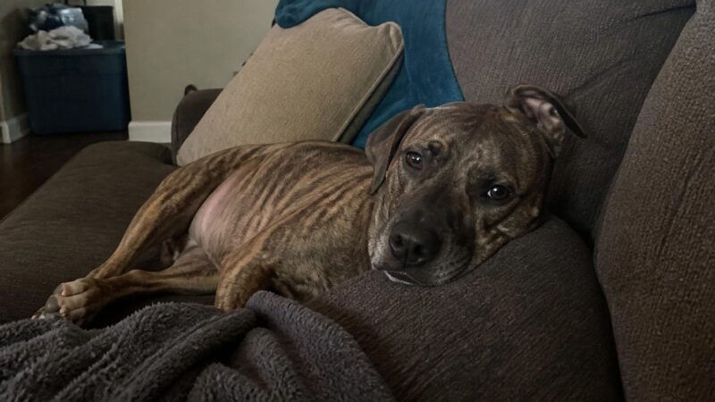 Benefits of Adopting Older Pets: Why Senior Companions Deserve Your Love