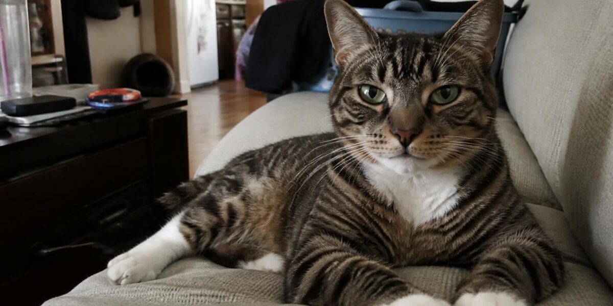 Bengal Cat Behavior Problems: Biting, Spraying, and Destruction