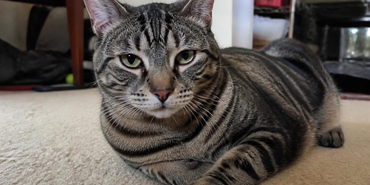 Bengal Cat Care Guide: Energy, Diet, and Enrichment