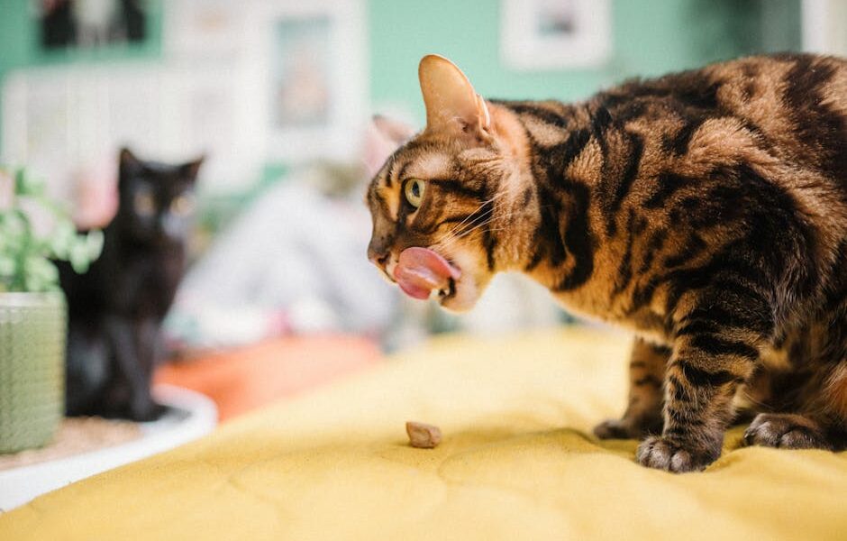 Close-up of a Bengal cat licking its lips indoors on a yellow blanket with a black cat in the background.