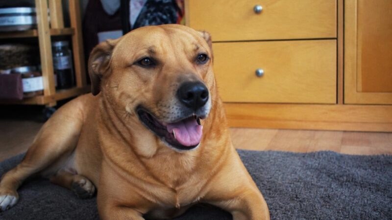 Best Apartment Dog Breeds for Adopters: Realistic Picks