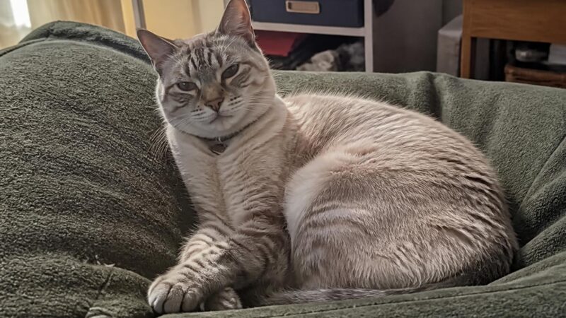 12 Best Cat Breeds That Get Along With Dogs