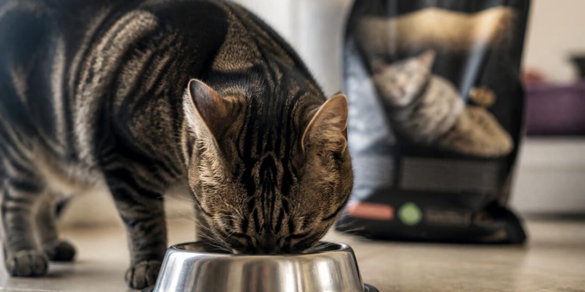 Best Cat Food for Kittens: Nutrition Guide