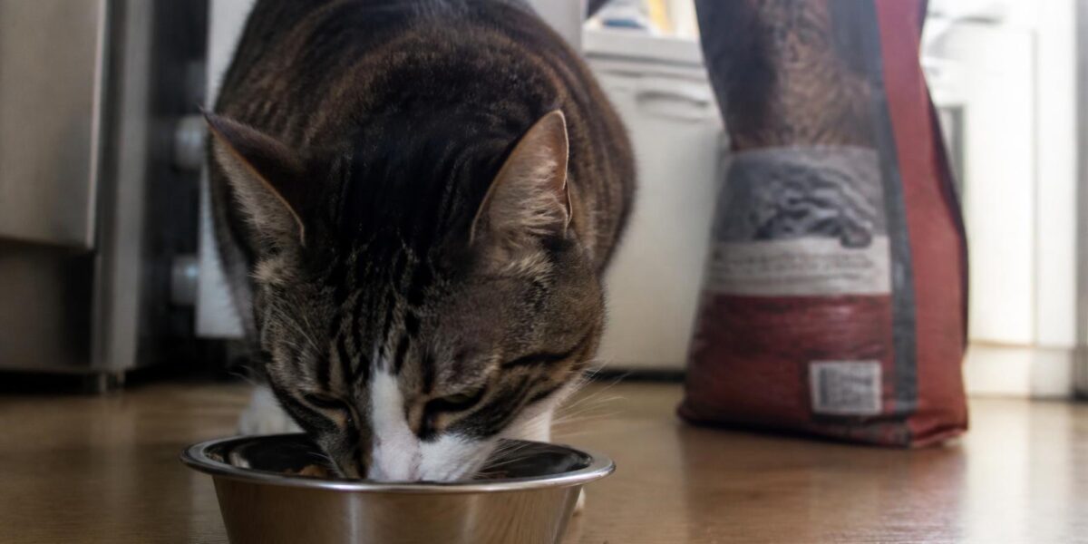 Best Cat Food for Seniors: Top Picks for Aging Cats