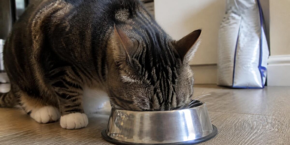 Best Cat Food for Urinary Health: Top Picks Guide