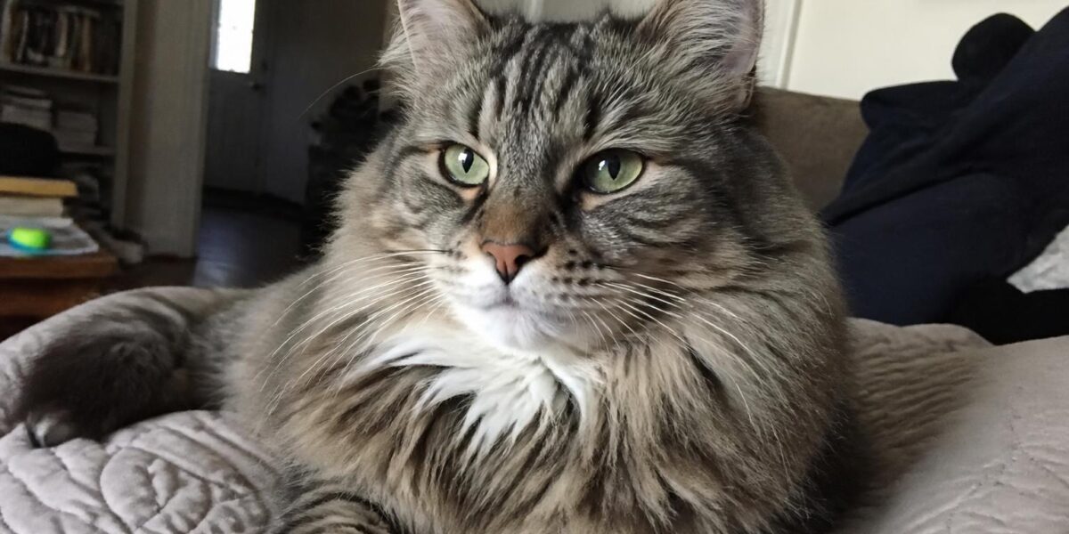 Best Cat Rescue Organizations in Singapore