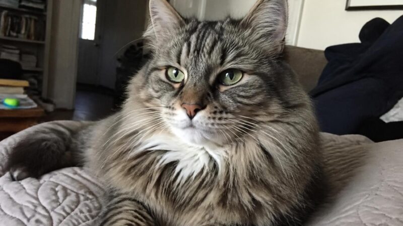 Best Cat Rescue Organizations in Singapore