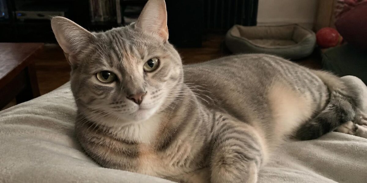 Best Cats for Apartments: 12 Quiet, Low-Energy Breeds