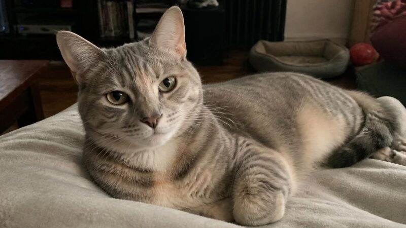 Best Cats for Apartments: 12 Quiet, Low-Energy Breeds
