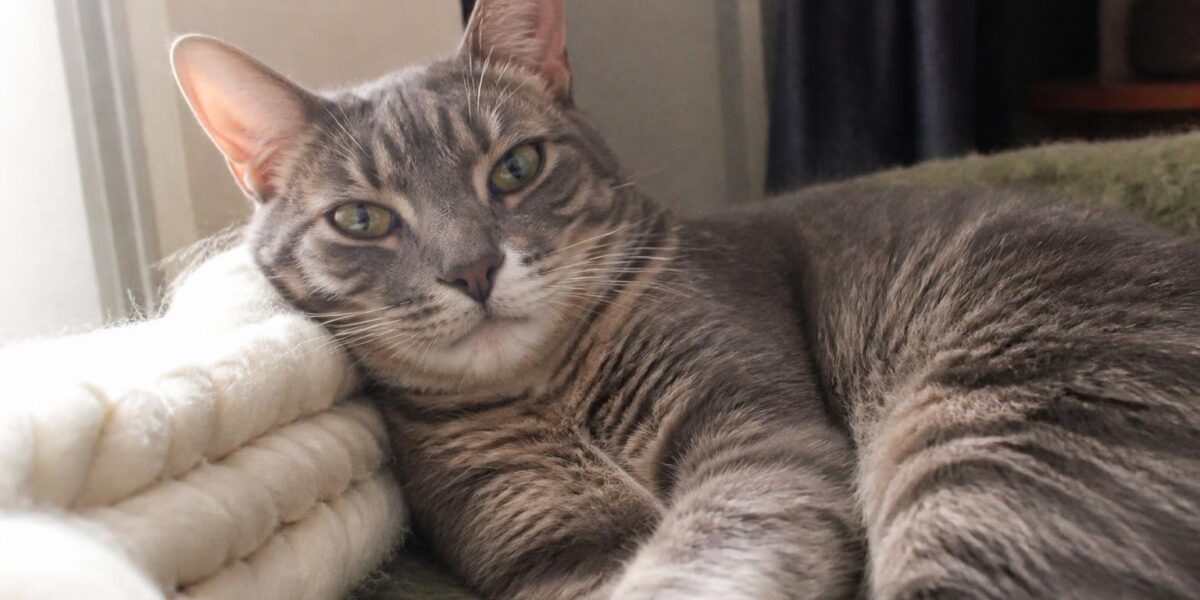 Best Cats for First-Time Owners: 10 Beginner-Friendly Breeds