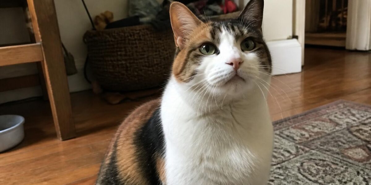 Best Cat Breeds for Multi-Pet Households
