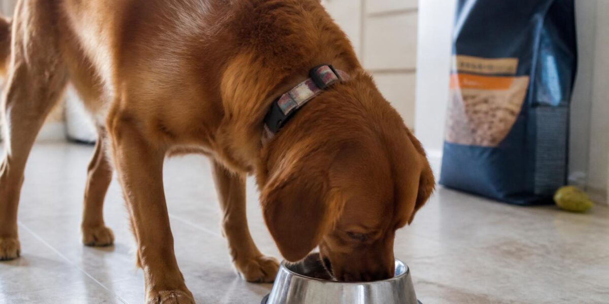 Best Dog Food for Large Breeds: Joint and Growth Picks