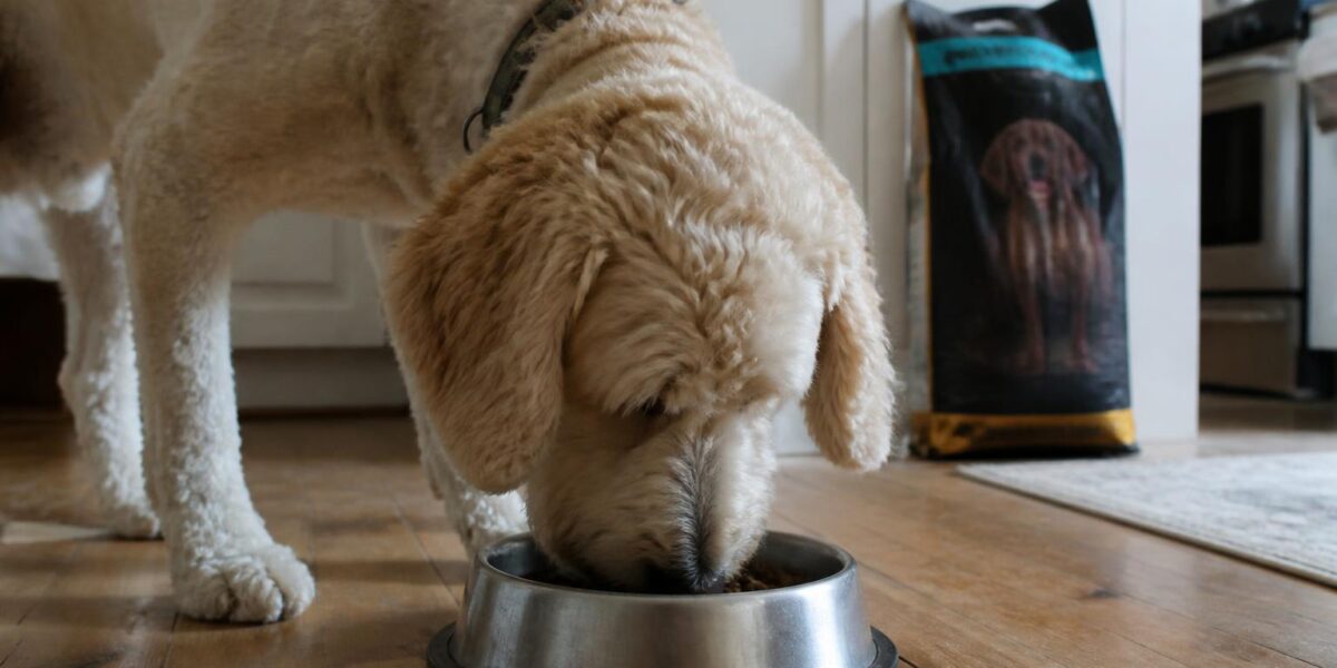 Best Grain-Free Dog Food: Honest Top Picks Guide