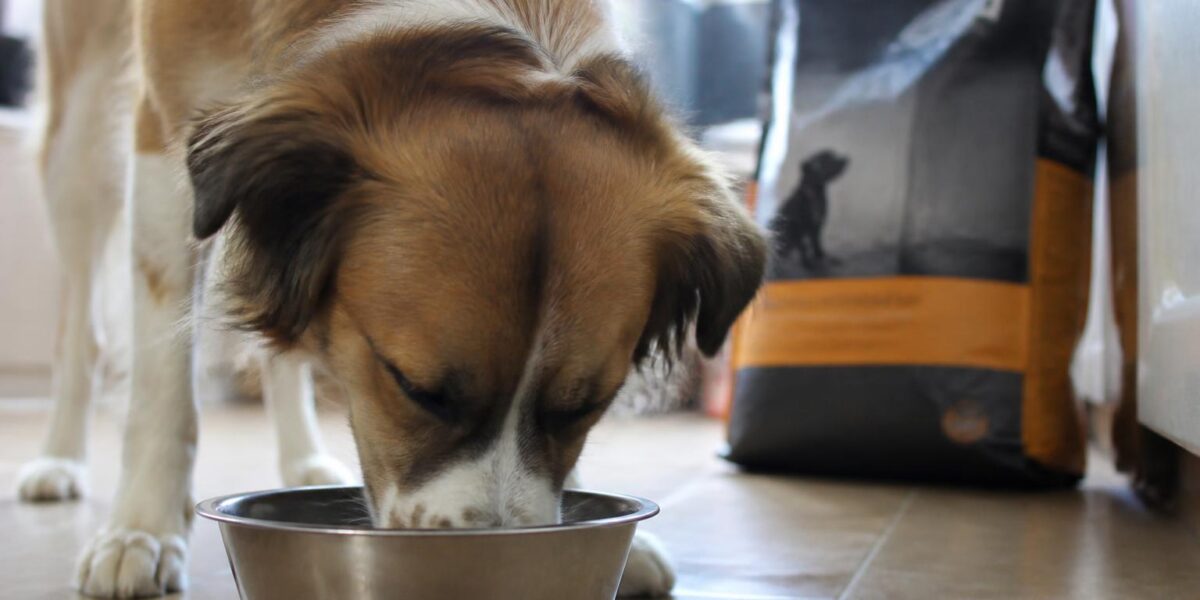 Best Dog Food for Senior Dogs: Nutrition Guide