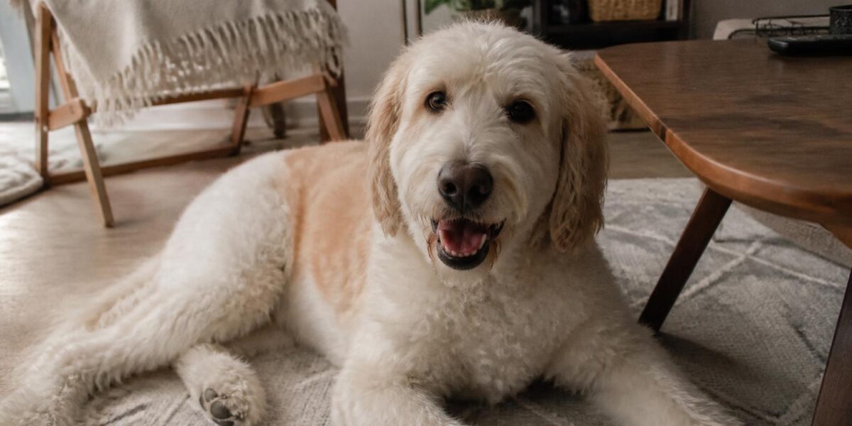 Best Dogs for Multi-Pet Households: Breeds That Get Along With Everyone