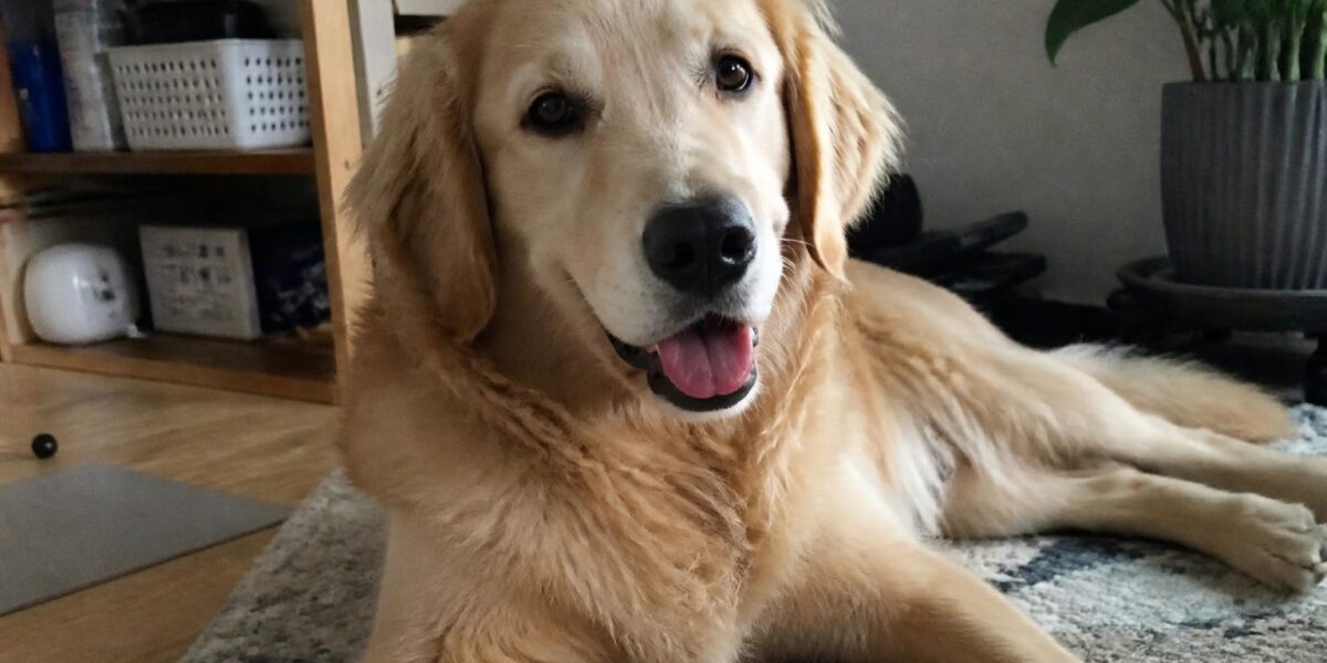 Best Dogs for People With Depression: Emotional Support Breeds