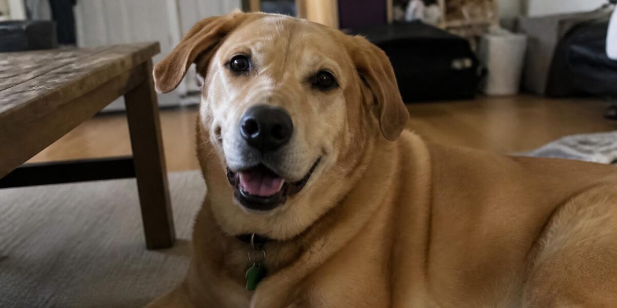 Best Dogs for Seniors Who Walk Daily: Active Retirement Companions