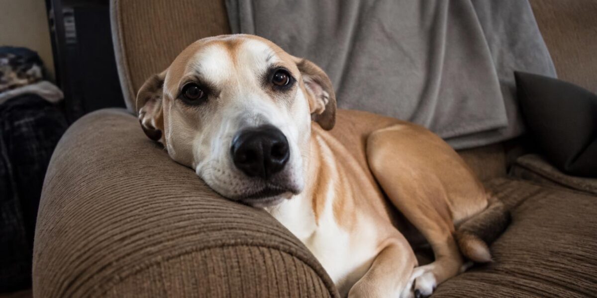 Best Dog Breeds for First-Time Owners Who Work Full Time