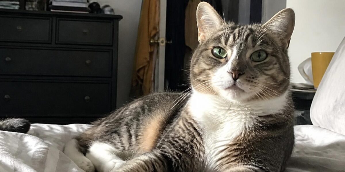 Best First Cat Breed for Singapore Adopters
