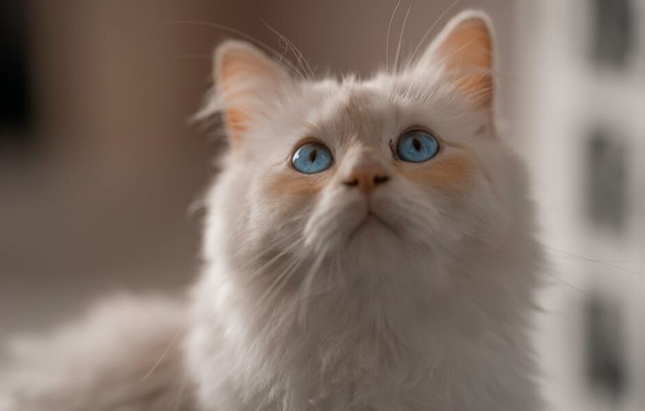 Adorable Birman cat with striking blue eyes looking upwards in a soft focus indoor setting.