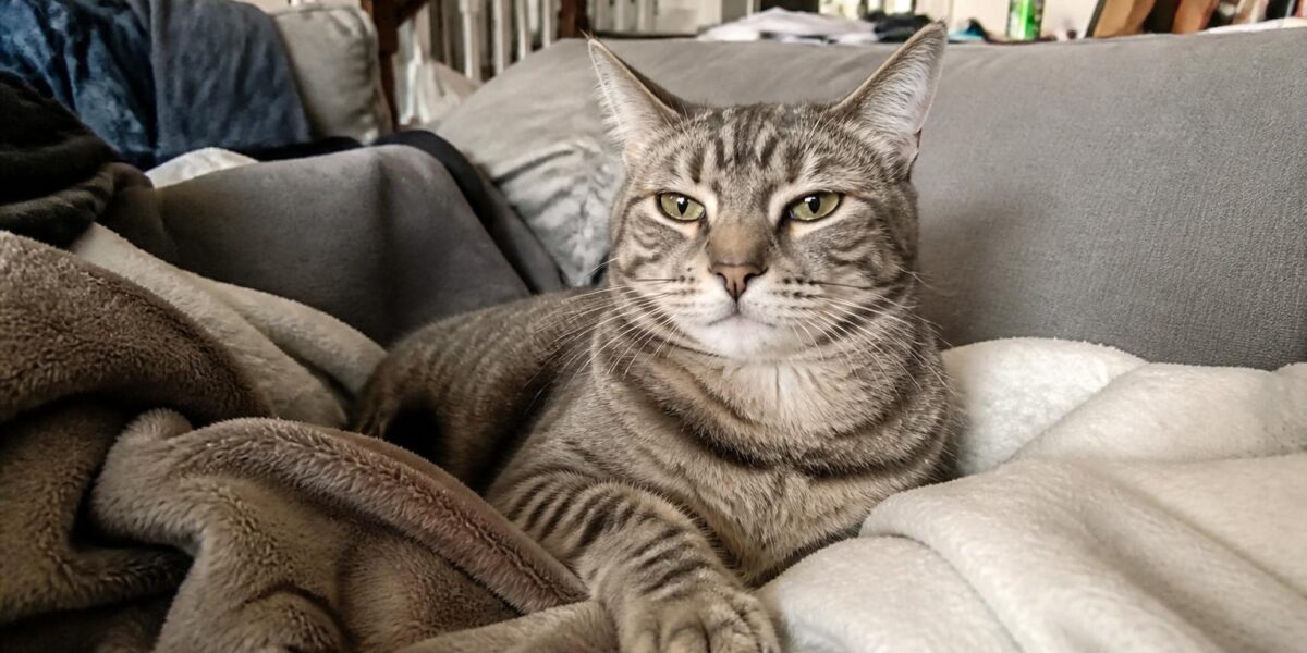 Best Hypoallergenic Cat Breeds: 12 Cats for Allergy Sufferers