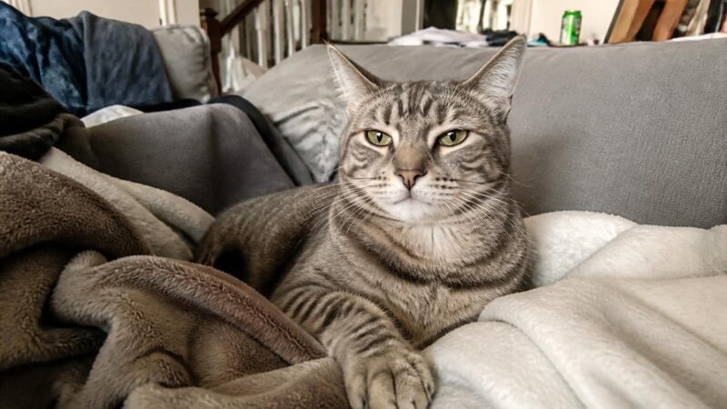 Best Hypoallergenic Cat Breeds: 12 Cats for Allergy Sufferers