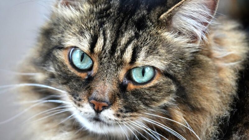 A detailed close-up of a fluffy tabby cat with striking green eyes, capturing its expressive and elegant gaze.