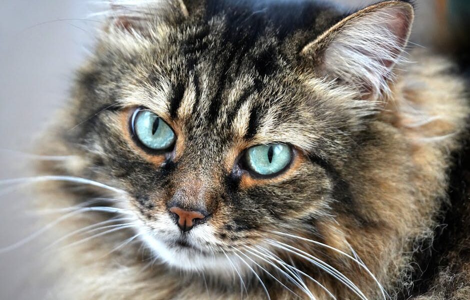 A detailed close-up of a fluffy tabby cat with striking green eyes, capturing its expressive and elegant gaze.