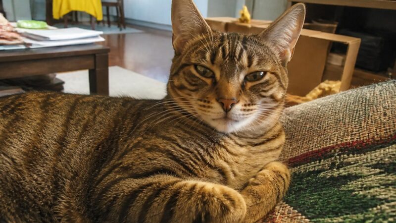 Best Indoor Cat Breeds: 12 Cats That Thrive Indoors