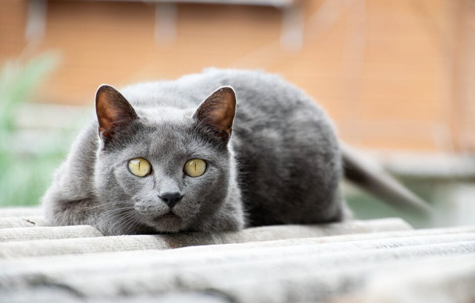 Gray Chartreux cat with yellow eyes lying on a roof, captured outdoors.