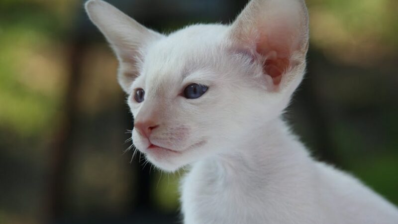 Adorable white kitten with blue eyes photographed outdoors against a soft background.