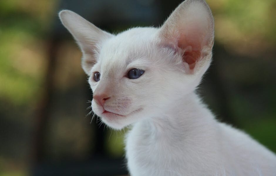 Adorable white kitten with blue eyes photographed outdoors against a soft background.