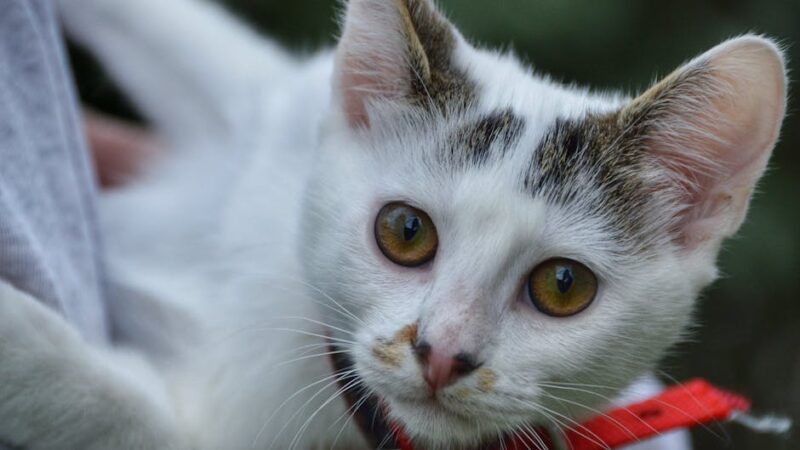 Adorable white Turkish Van cat with striking yellow eyes in close-up view.