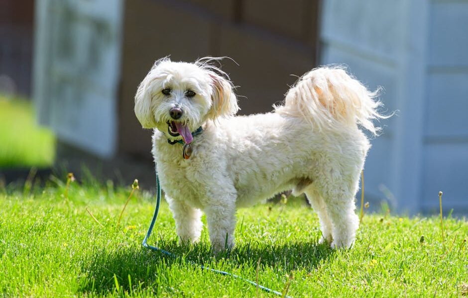 Cute white dog standing on green grass on a sunny day, enjoying the outdoors.