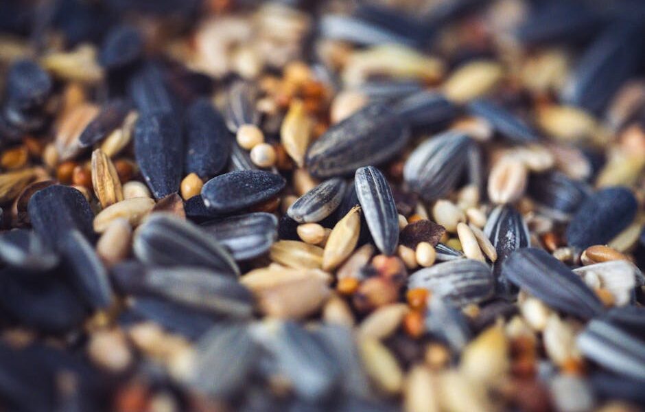 Macro shot of a variety of mixed seeds including sunflower and millet, ideal for birds.