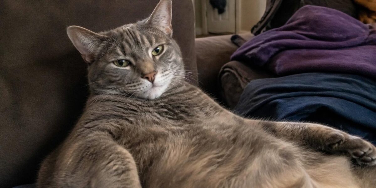 Blind Cat Adoption: Map the Home and Build Confidence