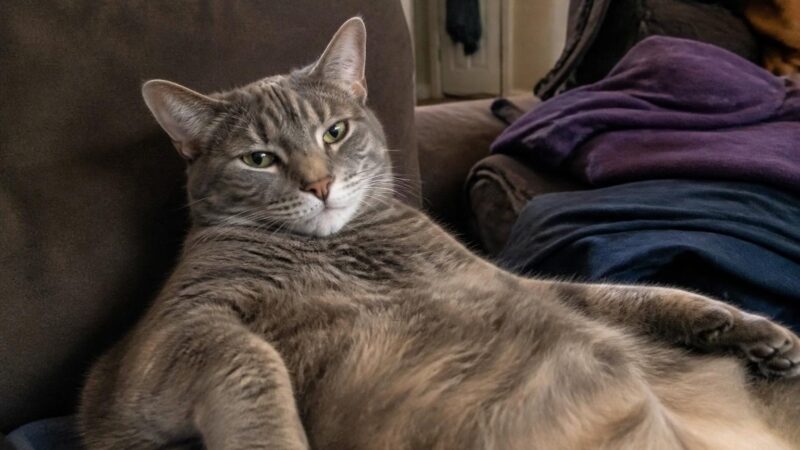 Blind Cat Adoption: Map the Home and Build Confidence