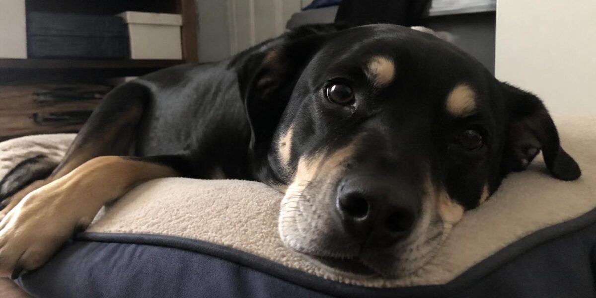 Blind Dog Adoption Step by Step: Home Setup Cues and Daily Life
