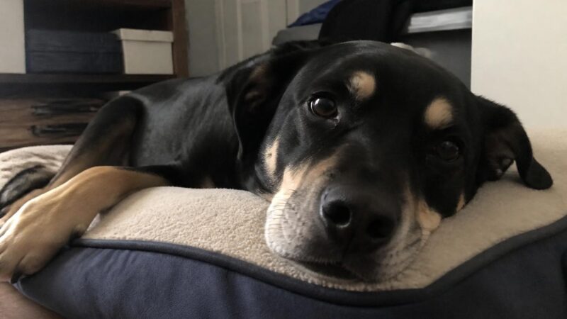 Blind Dog Adoption Step by Step: Home Setup Cues and Daily Life