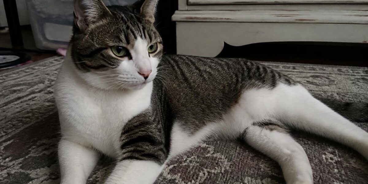 Blocked Cat: Urinary Blockage Signs, Emergency & Prevention