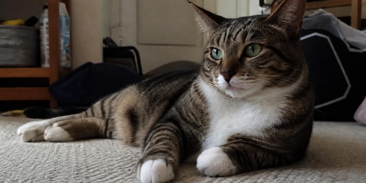 Blue Bengal Cat Profile: Recessive Dilution Color