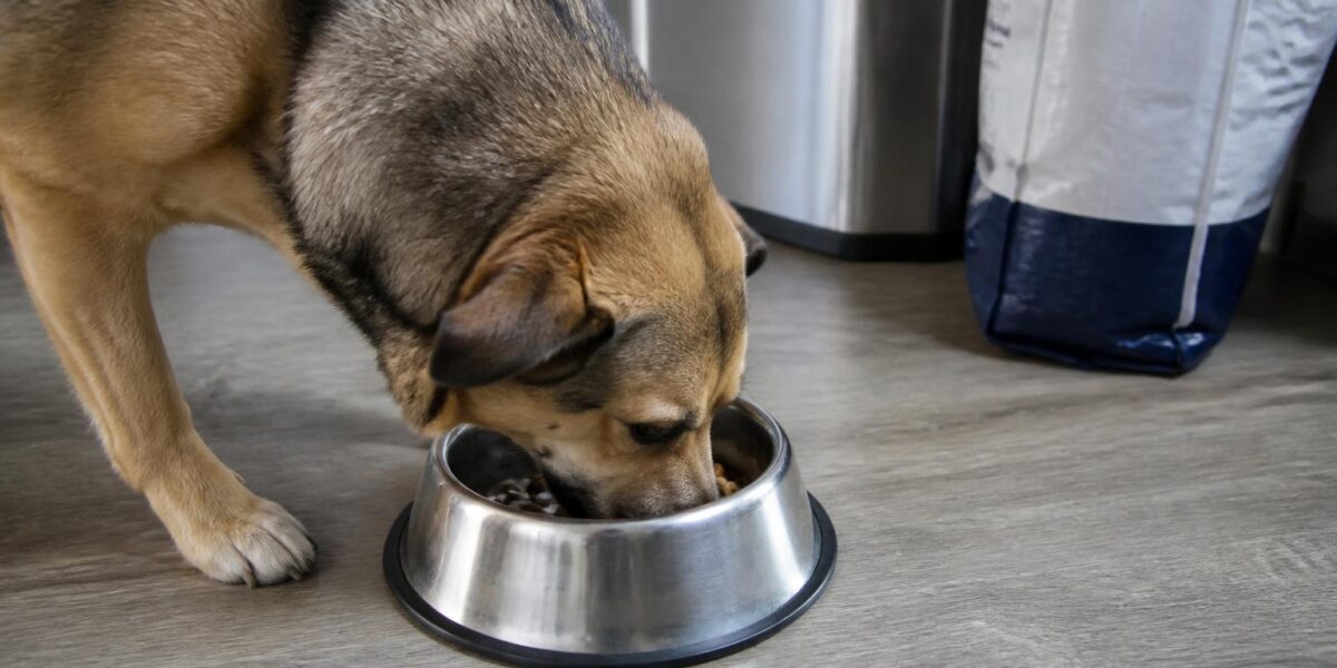 Blue Buffalo Dog Food Review: Honest Pros and Cons