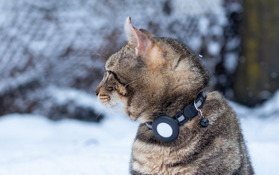 Close-up winter portrait of a tabby cat wearing a collar in the snow.