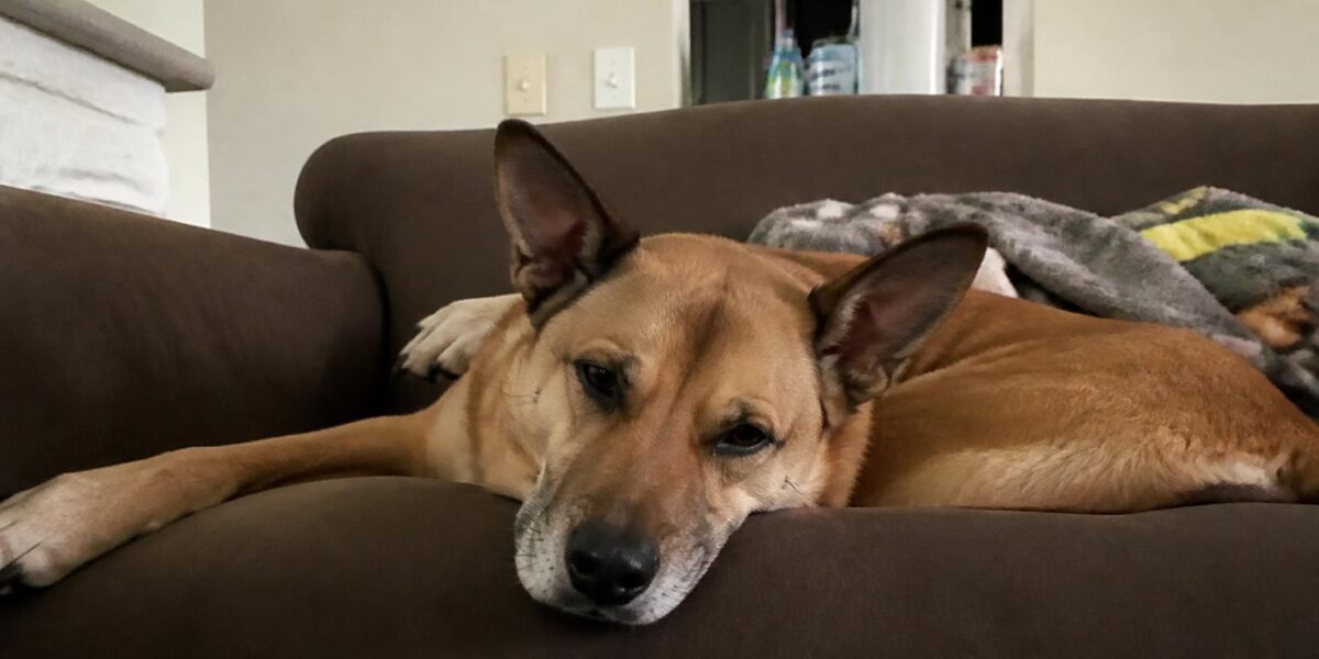 Boarding Multiple Pets: Single Suite or Separate