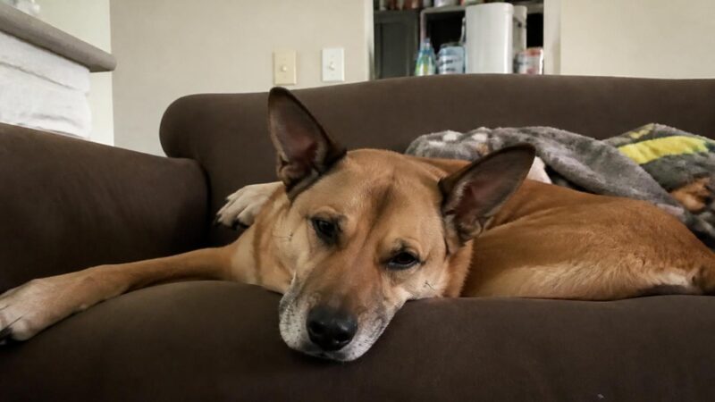Boarding Multiple Pets: Single Suite or Separate