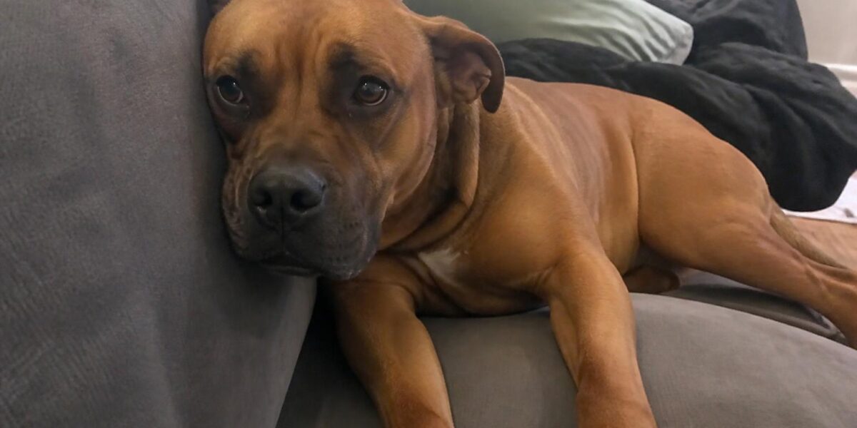 Bonded Pair Rescues: Two-for-One Adoption Networks