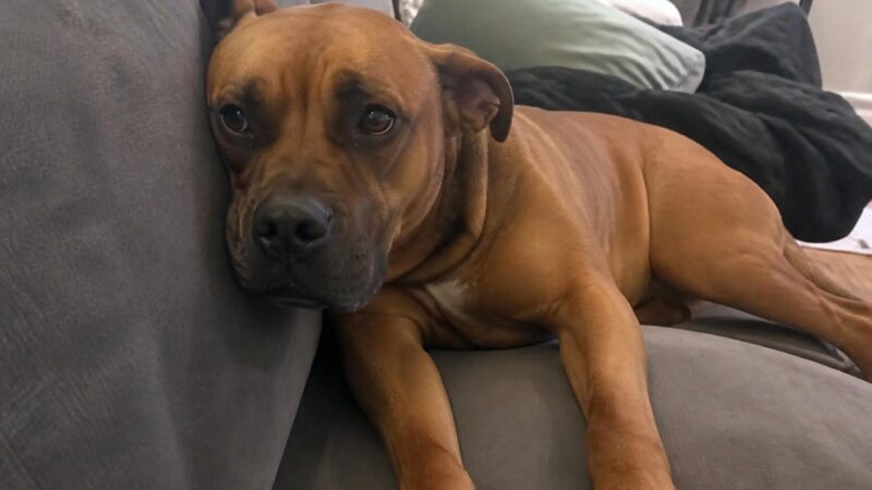 Bonded Pair Rescues: Two-for-One Adoption Networks