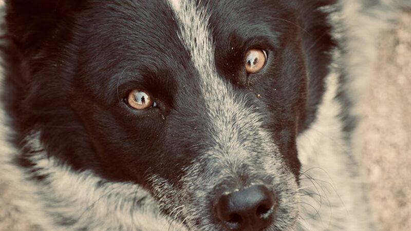 Charming close-up photo of a black and white dog with striking eyes staring directly.