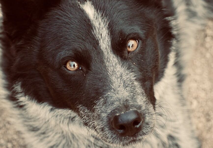 Charming close-up photo of a black and white dog with striking eyes staring directly.