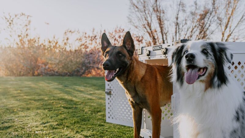 A Belgian Malinois and Border Collie enjoy outdoor play near a dog crate during sunset.